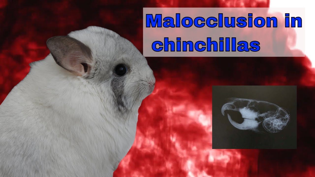 Malocclusion / Malo in chinchillas, dental disease YouTube