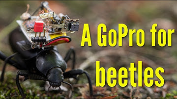 Researchers create a robotic camera backpack for insects | A GoPro for beetles