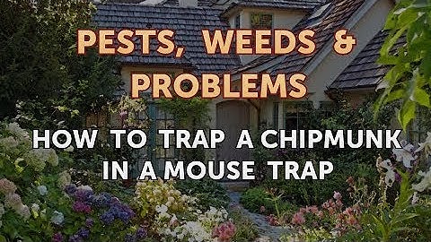 How to Trap a Chipmunk in a Mouse Trap