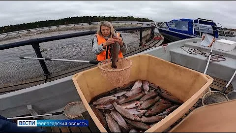 Рыбоводство – самая быстроразвивающаяся отрасль вологодского сельского хозяйства