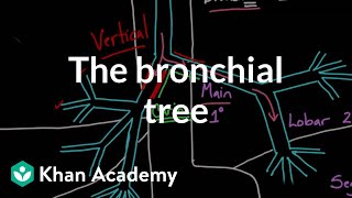 The bronchial tree | Advanced respiratory system physiology | Health \u0026 Medicine | Khan Academy