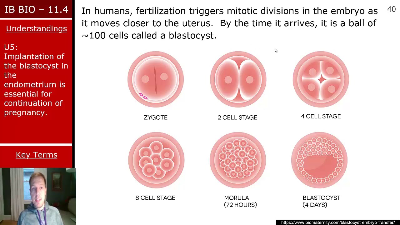 Fertilization And Implantation Youtube