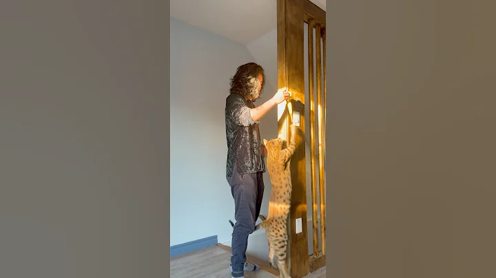 Watch the video about Balam the Savannah cat playing