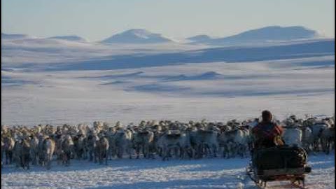 Sami Reindeer Spring Migration , Northern Norway
