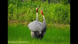 Sarus Crane calling । समृद्धि का प्रतीक है यह पक्षी, दुर्लभ वीडियो,अवश्य देखे,शुभ होता है इसका दर्शन