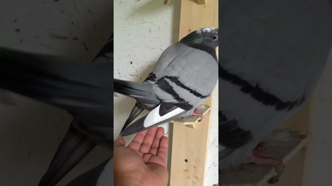Pigeon Laying Egg Into My Hand