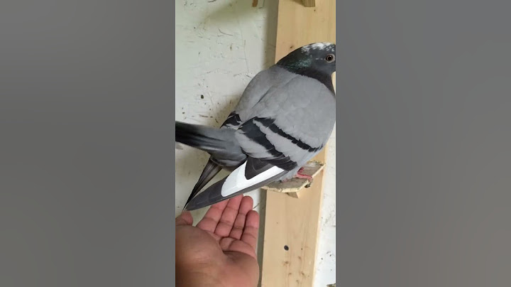 Pigeon laying egg into my hand