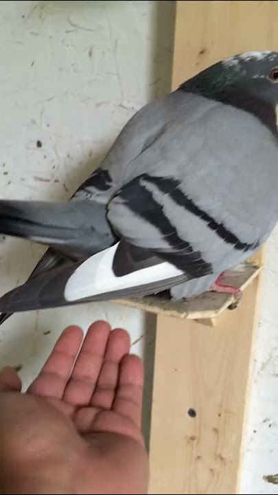 Merpati bertelur di tanganku