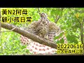 20220616 黃N2阿母顧小孩日常 @大安森林公園鳳頭蒼鷹