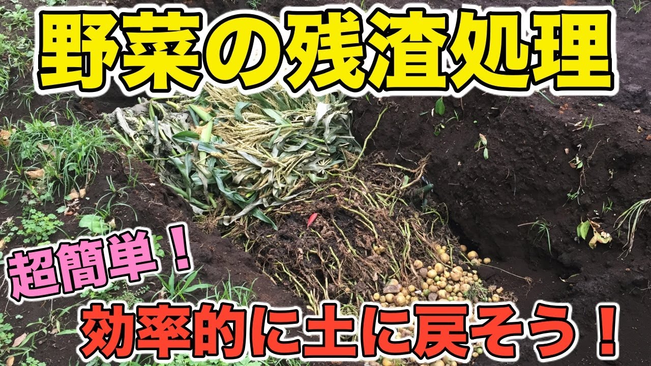 残渣処理のやり方 野菜の残渣が畑の栄養源になります 肥料 残渣 Youtube