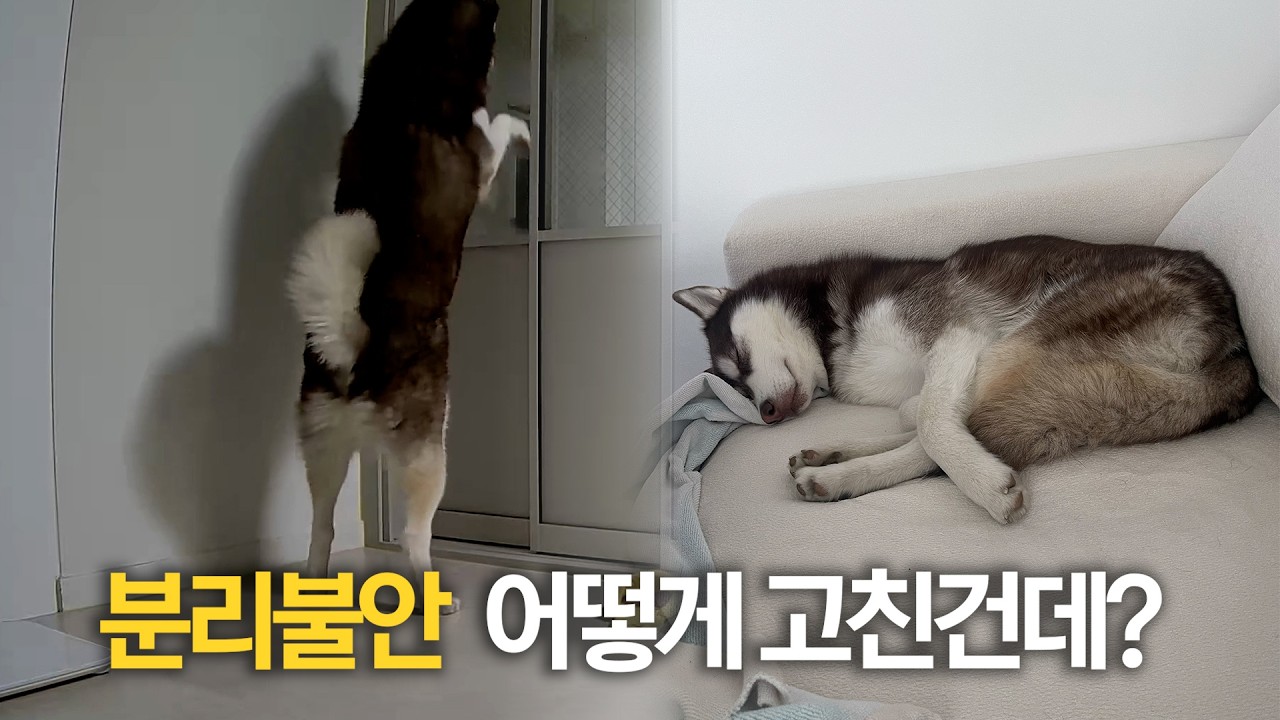 허스키의 분리불안 이렇게 고쳤어요! 🐾  훈련방법 공유할게요! ❤️ ㅣ강아지분리불안 ㅣ대형견분리불안ㅣ분리불안훈련ㅣ강아지vlog ㅣ대형견