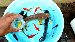Betta fish koi fish carp fish pleco fish goldfish cat fish snake head fish snail cute animals video