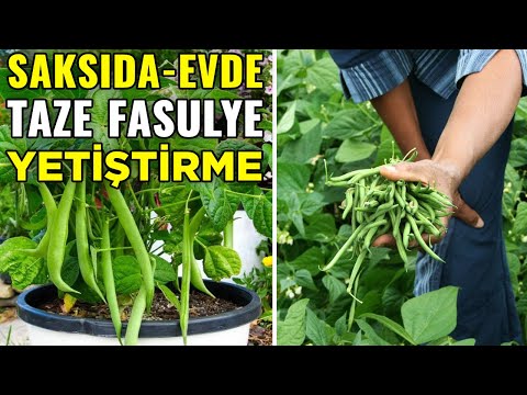 Video: Fasulye Kafes Evi Yetiştirme – Bahçede Fasulye Evi Nasıl Yapılır