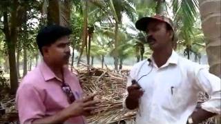 Seed treatment in ginger, Kannada, BAIF, Karnataka