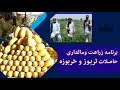 آفزايش حاصلات تربوز و خربوزه در ولايت بلخ آفزايش حاصلات تربوز و خربوزه در ولايت بلخ