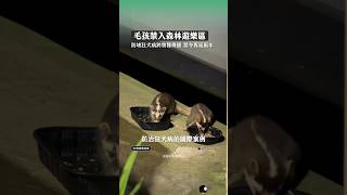 森林遊樂區🈲帶毛孩要再延長兩年了！ 理由和狂犬病有關，但究竟是在防什麼？ #90秒動物時事