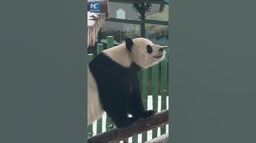 Giant panda enjoys snowfall in China