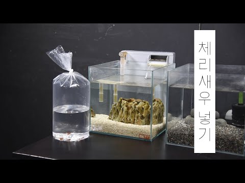 [체리새우 키우기]  체리새우 입수 _물맞댐