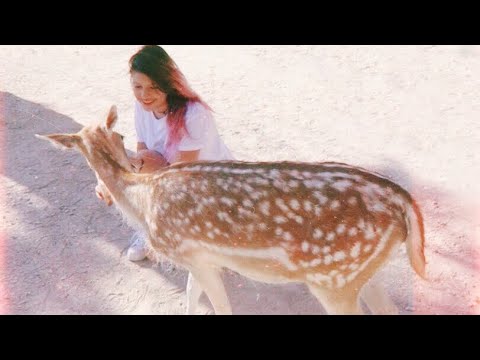 YENİ ARKADAŞLARIM  🐂 ⎟ YURTDIŞI VLOGU BÖLÜM 2 ⎟