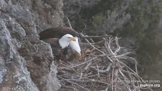 West End🦅Akecheta & Thunder's New Digs!🏰Thank You Dr. Sharpe!😊Explore.org 2023-11-28