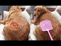 Funny Dog | Flies and you are dirty! #cuihuastory #cute pet #animal