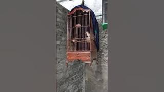 Burung ninin erih gacor tuk masteran