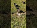 Water Saves Lives Crow Вода спасает в жару вороны Water Saves Lives Crow Вода спасает в жару вороны