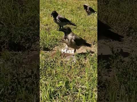 Water Saves Lives Crow Вода спасает в жару вороны