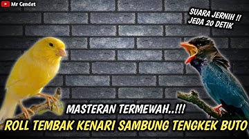 MASTERAN MEWAH..!!!TEMBAKAN ROLL TEMBAK KENARI SAMBUNG TENGKEK BUTO