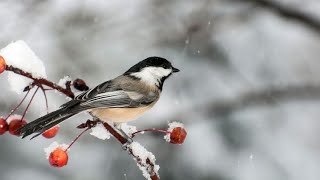 Winter birds 🐦❄️