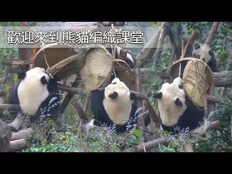 《熊貓早晚安》歡迎來到熊貓編織課堂 | iPanda
