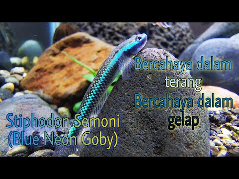 Video: Bisakah ikan goby hidup di air tawar?