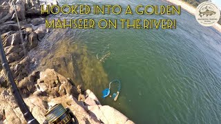 Hooked Into A Golden Mahseer On The River Beas In Himachal Pradesh Mahseer Fishing India Resimi