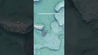 Wildlife Distractions #texasstateparks