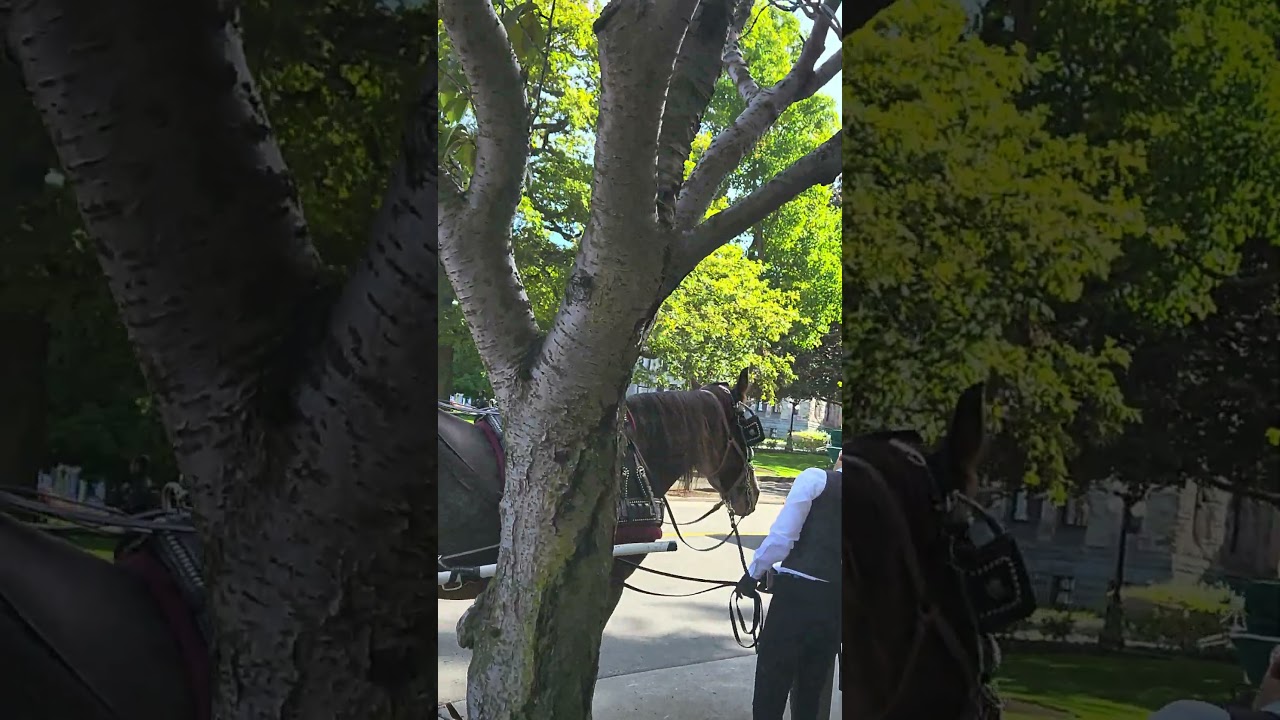 Horse and Carriage in Victoria's Inner Harbour
