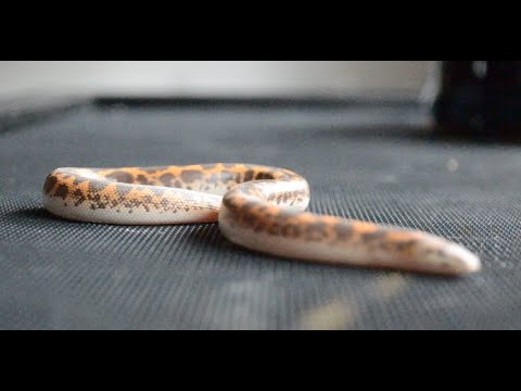 Kenyan Sand Boa Care Sheet  Expert Guide to Happy, Healthy Snakes –  Dubia.com