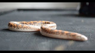 Sand Boa Care Guide! (2022) Should you get one? My pet snake and fun facts!