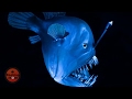 [랭킹] 미지의 해저에 사는 심해 생물들