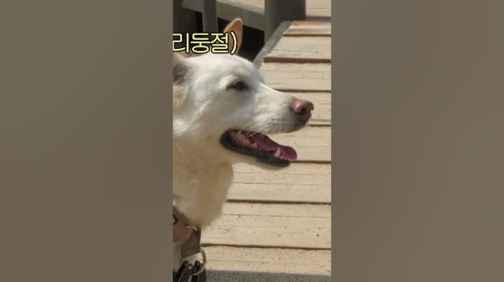길에 혼자 있는 아기를 본 진돗개의 놀라운 행동 #Shorts