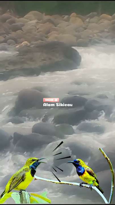 Pncingan Sogon||Terapi Sogon Malas Bunyi●Terapi Suara Air Mengalir #sogonisian #terapiairmengalir