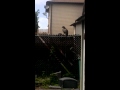 Hawk takes off with squirrel