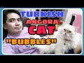 Quality time || TURKISH ANGORA CAT  "BUBBLES"🐈 の動画、YouTube動画。