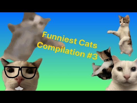 Funniest Cats Compilation #3: Purr-fectly Funny Cat Capers - YouTube