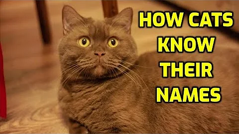 How Do Cats Learn Their Name?