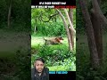 Royal bengal tiger❤️. #viralcontent #funny #youtubeshorts #comedy #shortvideo #shortvideos
