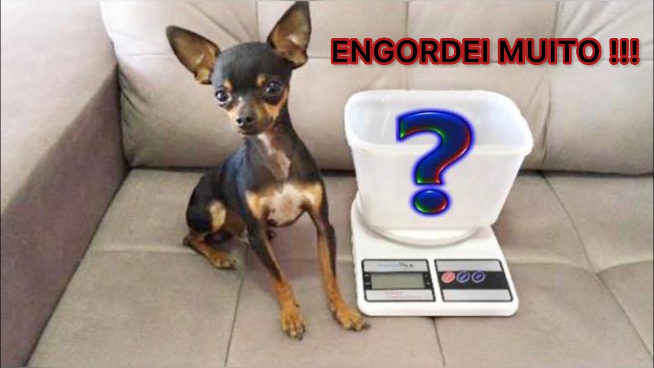 PINSCHER ZERO E ALGUNS CUIDADOS, BANHO, LIMPEZA DE OUVIDO, ALIMENTAÇÃO