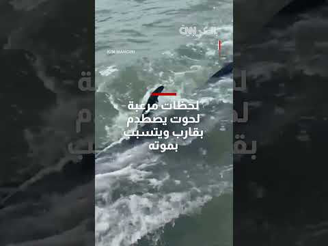 اصطدام حوت بقارب ومقتله في البحر