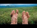 1,000 mosquitoes vs feet..