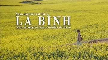 #14 Lạc vào cánh đồng hoa cải lớn nhất thế giới | 800.000 mẫu Anh hoa cải dầu tại La Bình