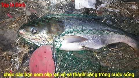 Táp là Dính # câu cá mè tập 2 Hồ đá làng đại học Thủ Đức, cá ăn mạnh
